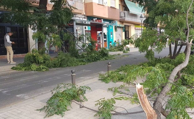 1.041 firmas vecinales para exigir la poda de árboles en San Isidro
