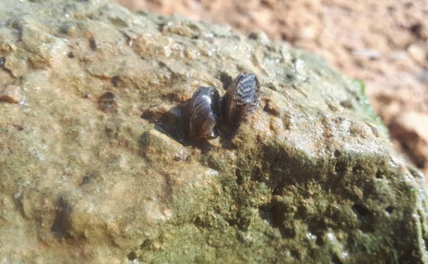 El embalse de Alarcón registra mejillones cebra adultos y dispara las alarmas