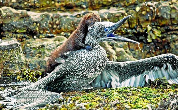 Los visones americanos atacan en la costa