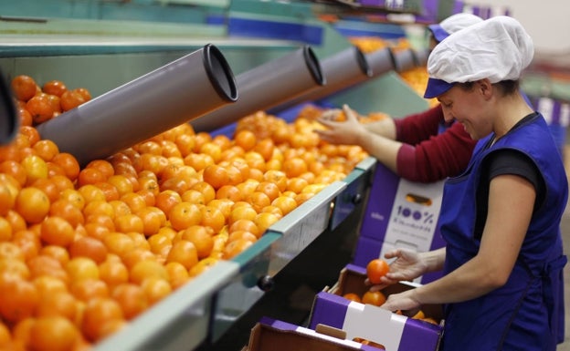 Los agricultores alertan del riesgo de plagas por la naranja israelí