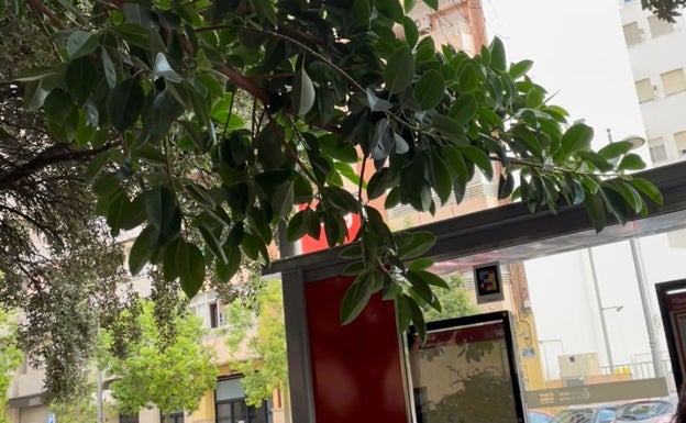 Vecinos de Benicalap alertan del riesgo de caída de otra rama de un ficus