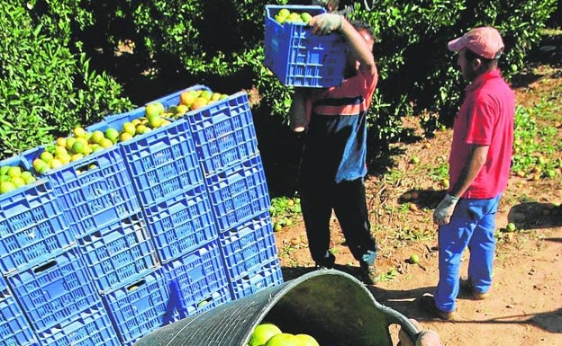 El lobby israelí divide al campo valenciano en su lucha contra los cítricos de ese país