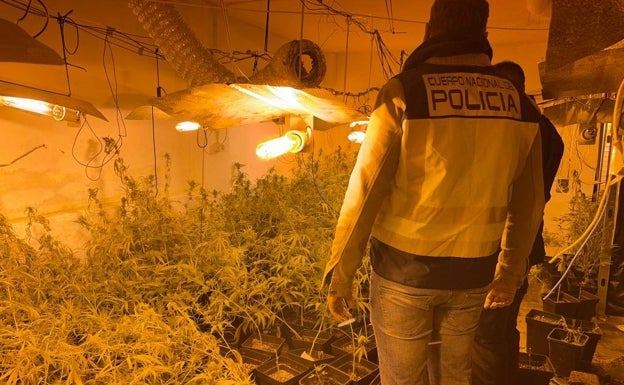 Detenido en Torrent con 600 plantas de marihuana en una nave tras darse a la fuga y embestir dos coches policiales
