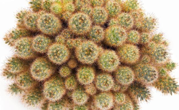 El superalimento quemagrasas con poder antiinflamatorio que es rico en colágeno