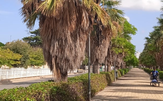 Las palmeras de Valencia, un nido de miles de ratas