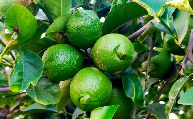 La producción de limones cae a la mitad en la provincia de Alicante