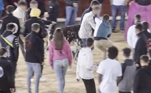 Denuncian maltrato animal en una «disco vaca» de Guadalajara