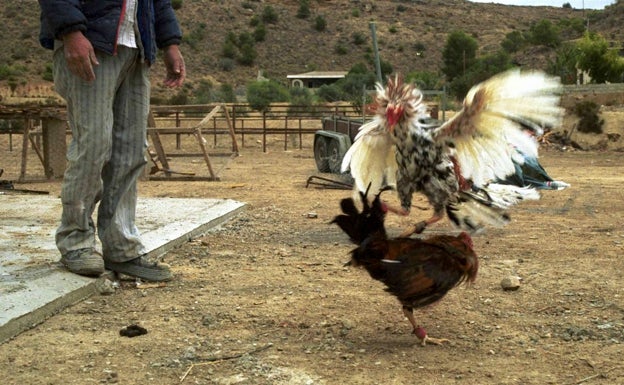 Detenido un veterinario de Valencia por cortar crestas a más de 4.000 gallos de pelea