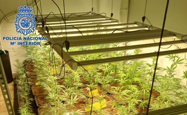 Desmantelada en La Nucía una plantación con casi 300 plantas de marihuana