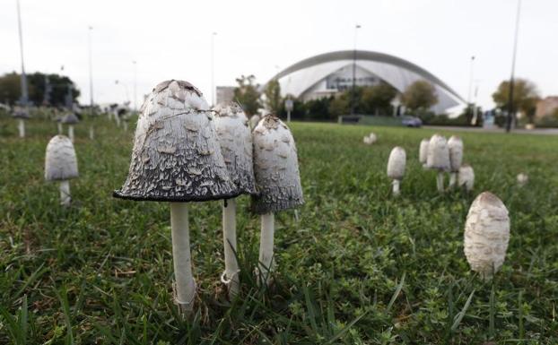 Dónde coger setas y hongos en Valencia