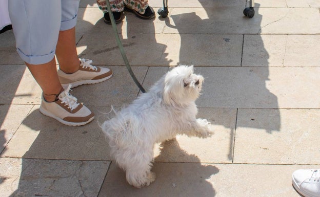 Alfafar reparte más de 300 bonos para el censo de ADN canino