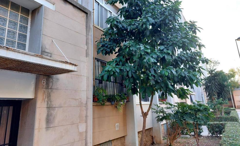 «Te asomas por la ventana y ves los nidos de las ratas en el árbol»