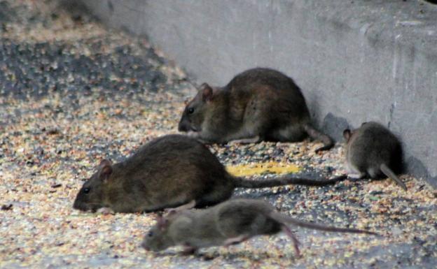 Las quejas por las plagas llegan al pleno municipal de Valencia