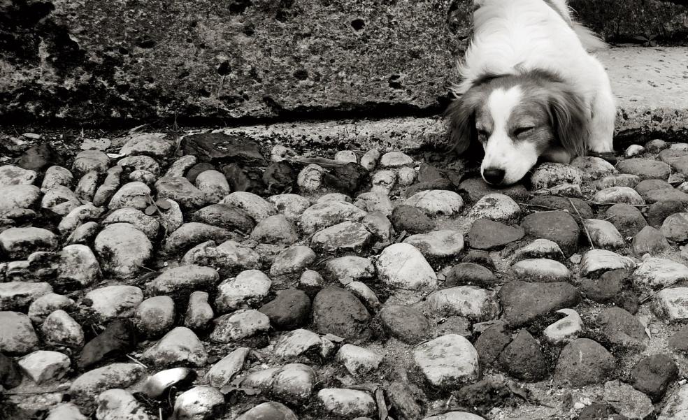 Cave canem