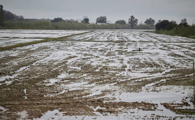 El Ayuntamiento de Valencia destina 300.000 euros a dragar acequias en la Albufera