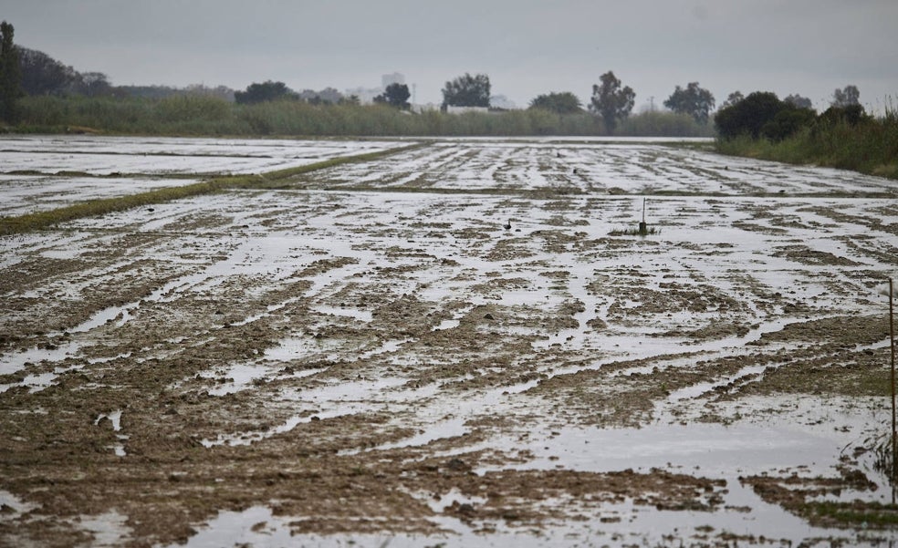 El Ayuntamiento de Valencia destina 300.000 euros a dragar acequias en la Albufera