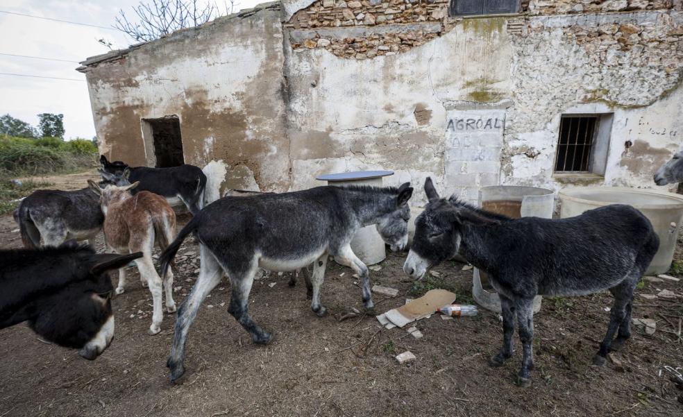 El veterinario de conselleria no controló a los burros muertos en Les Palmes
