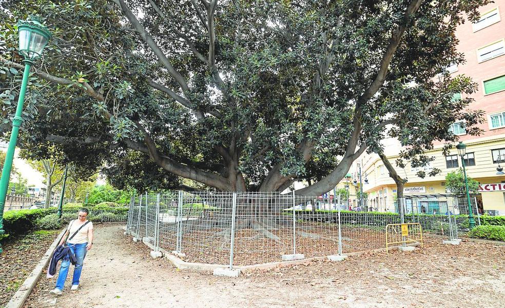El riesgo de caída obliga a vallar el ficus de Fernando el Católico