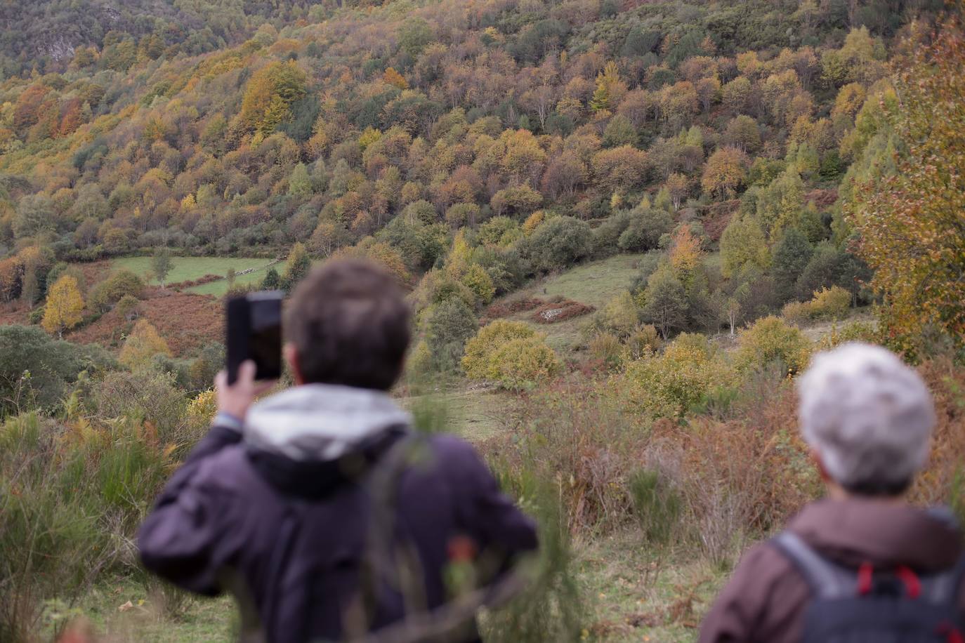 Un paseo de cuento por un bosque de hayas