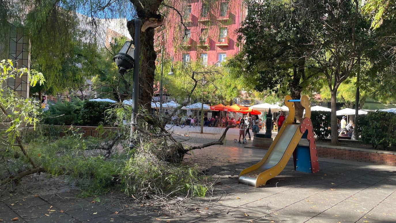 Cae la rama de un árbol de grandes dimensiones en la plaza Pintor Segrelles