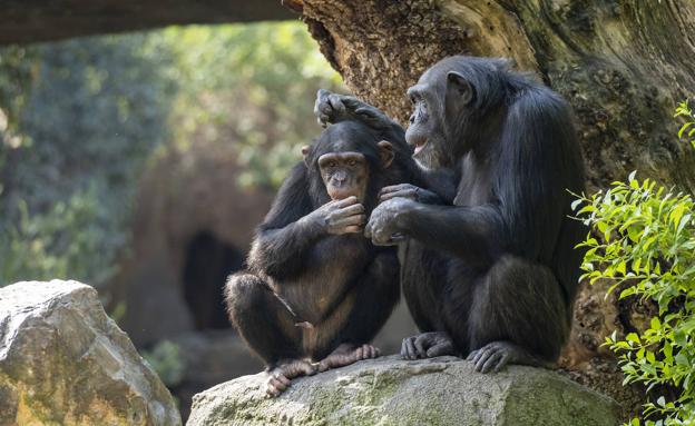 Adiós al chimpancé Coco del Bioparc