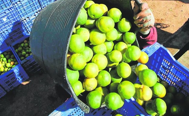 Europa detecta 30 envíos con plagas en las naranjas de Sudáfrica y Argentina