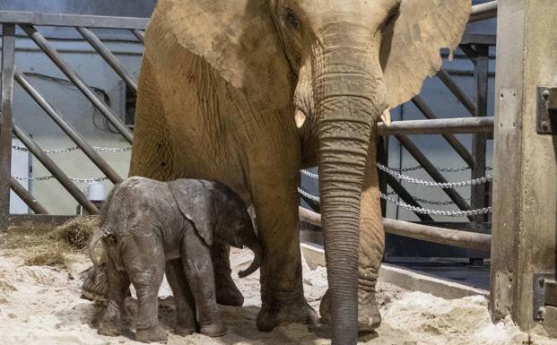 Nace en directo el primer elefante 'valenciano' del Bioparc