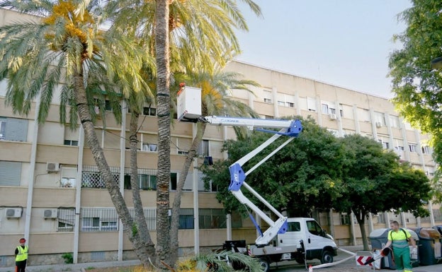 Giner exige en una moción la poda y desratización de Beteró