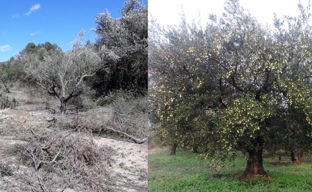 Una asociación logra recuperar en cuatro años 10,7 hectáreas de cultivos abandonados en la Vall d'Albaida