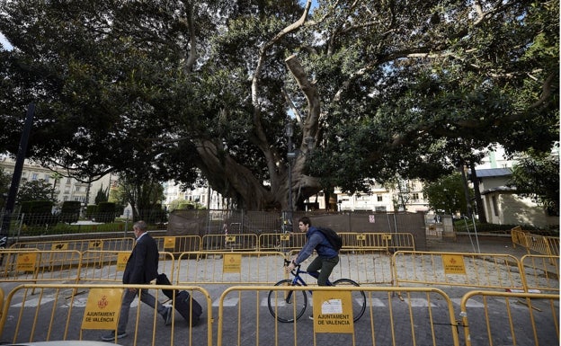 Y ahora toca la poda a los ficus de la Gran Vía