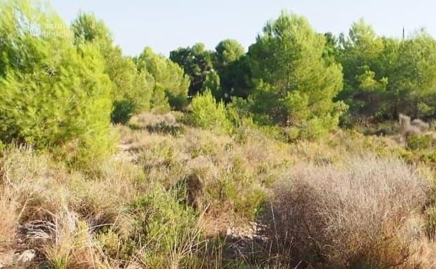 No hay fauna ni flora protegida en el PAI de la Torreta del Pirata de Godella