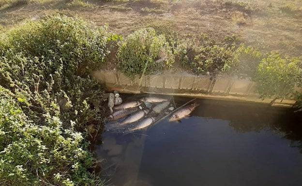 Aparecen los primeros peces muertos por la putrefacción de la paja en tancats de Catarroja