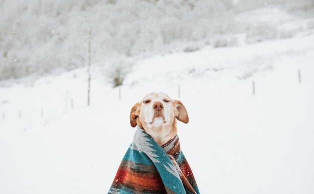 ¿Los perros pasan frío? ¿Cuánto pueden soportar según su tamaño?