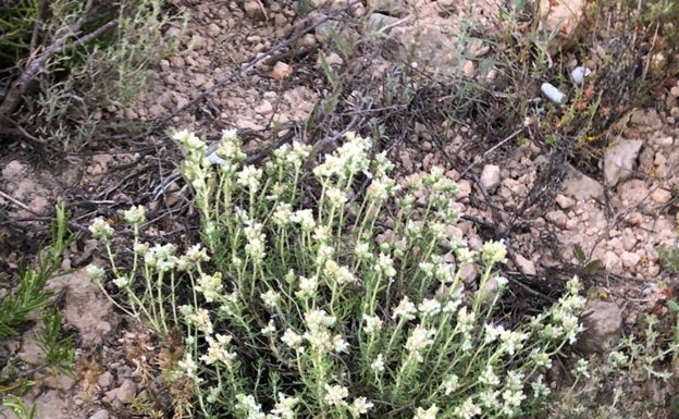 Acció Ecologista Agró denunciará las obras del PAI de Godella por destruir una población de flora «vigilada»