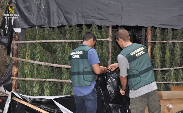 Detenidas 6 personas por cultivo y tráfico de cocaína y marihuana