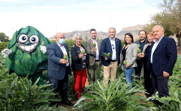 Arranca la campaña de recolección de la alcachofa en la Vega Baja