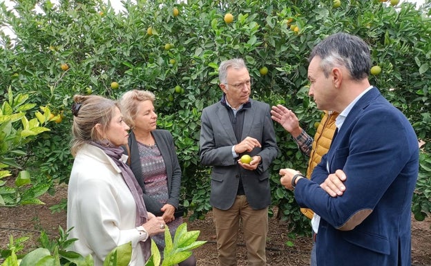 Europa manda inspectores a Sudáfrica para controlar el tratamiento en frío en naranjas