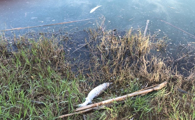 Aparecen peces muertos cerca de la desembocadura del Júcar