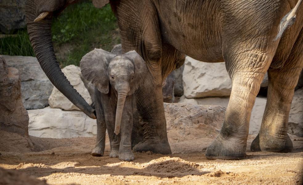 Se busca nombre para la nueva elefanta del Bioparc