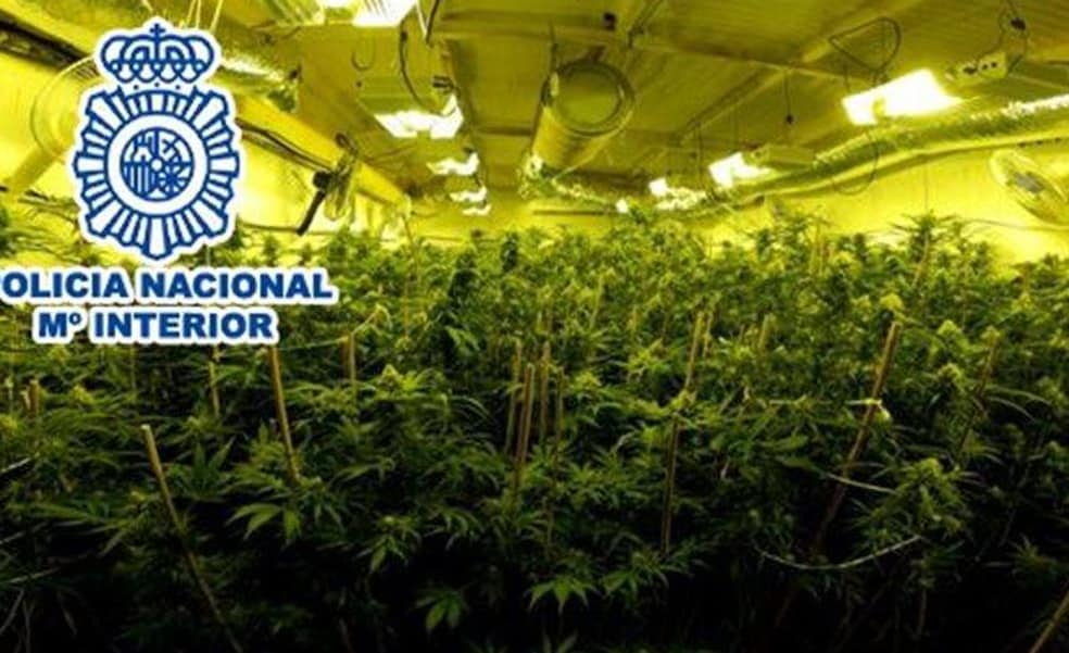 Desmantelan en Elda un cultivo de marihuana con 332 plantas