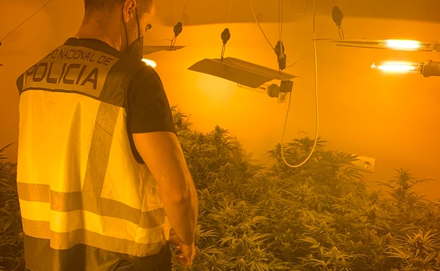Desmanteladas dos plantaciones indoor de marihuana en Chiva y Algemesí