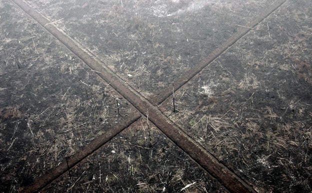 Europa se cierra a los productos como el cacao, el café o la carne que causen deforestación