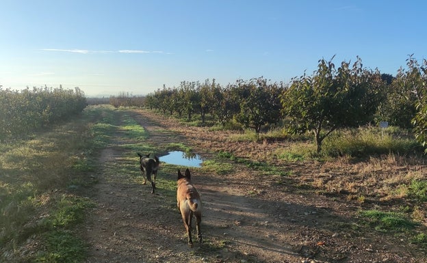 Caminata canina contra los comportamientos incívicos en Carlet