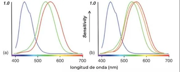 Tetracrómatas: el superpoder de ver 100 millones de colores | Las ...