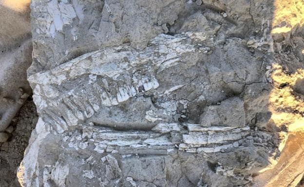 Hallan a una hora de Valencia un yacimiento con 6.000 fósiles de mamíferos de hace siete millones de años