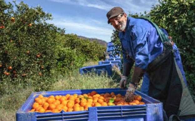 La historia de Organic Citrus o cómo hacer una explotación de cultivo de cítricos sin alterar el entorno