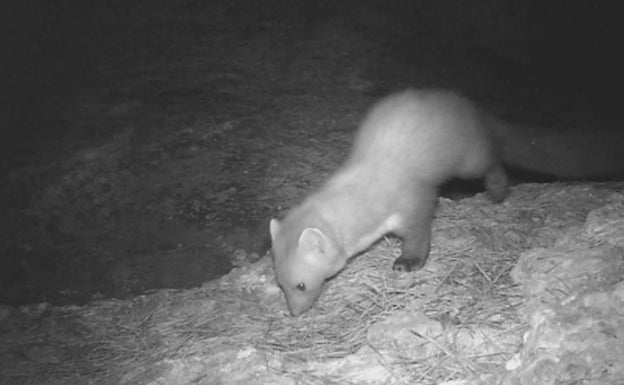 Confirman la presencia de ejemplares de garduña en les Moles de Paterna