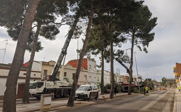 Guadassuar tala un centenar de pinos con más de 60 años