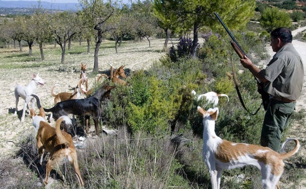 Los animalistas rechazan la definición de maltrato animal aprobada en Les Corts