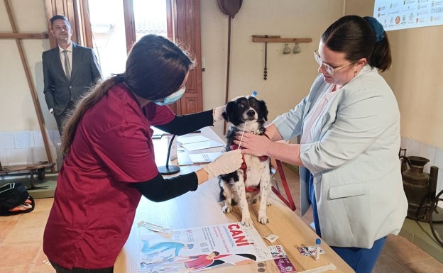 Cerca de 10.000 dueños de perros de l'Horta Sud solicitan el bono gratuito para el censo de ADN comarcal